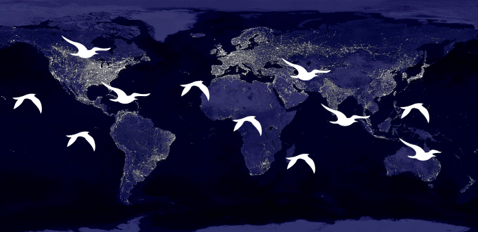 vue de la terre de nuit avec lumières des villes, et oiseaux