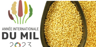 2023 année du mil. Bol rempli de grains de mil.