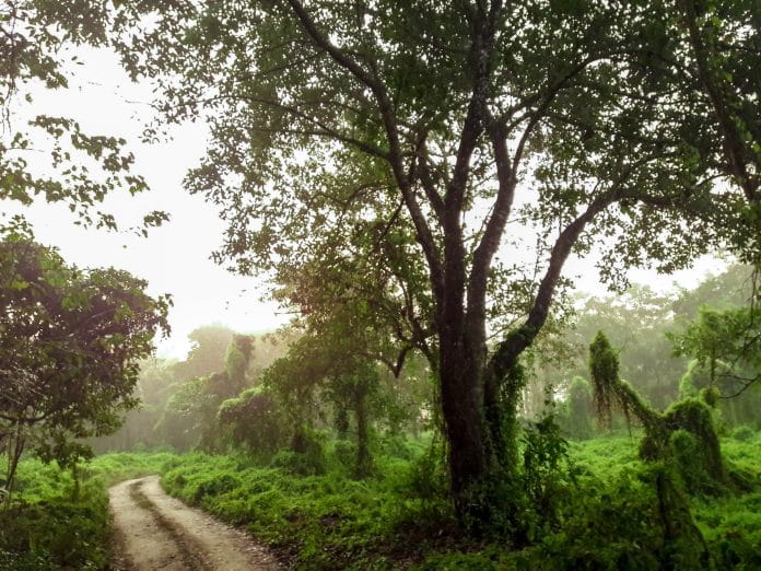 Petit chemin au milieu d'une forêt riche en biodiversité