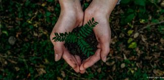 mains tenant une petite plante