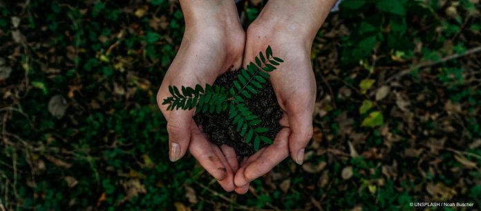 mains tenant une petite plante