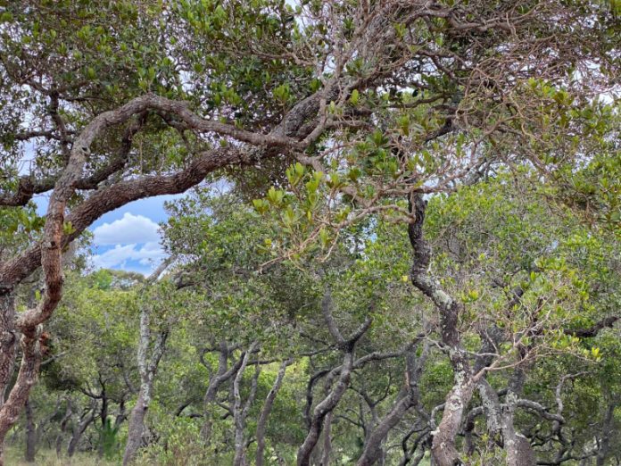 Vue d'une forêt de Tapia à Madagascar