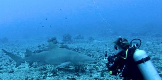 Anne Sophie qui nage avec un requin