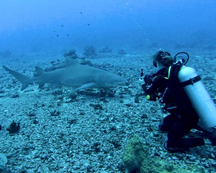 Anne Sophie qui nage avec un requin