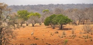 savane afrique changement climatique