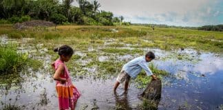 Enfants pêchant dans une mangrove au Brésil