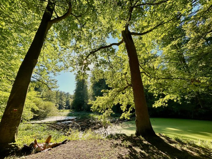 Forêt de Soignes