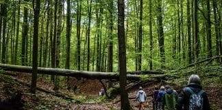 Le sentier de l'ONU dans la forêt de Soignes, à Bruxelles. © UNRIC