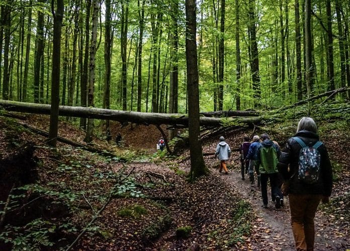 Le sentier de l'ONU dans la forêt de Soignes, à Bruxelles. © UNRIC