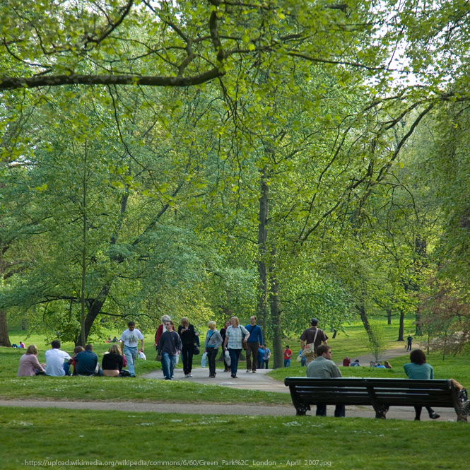 Alberi nelle città