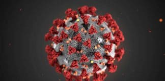 Un'illustrazione del Novel Coronavirus (2019-nCoV) rilasciatoa dal Centers for Disease Control and Prevention (CDC) di Atlanta.