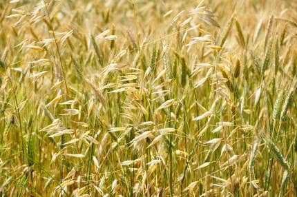 Grain Field