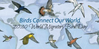 World Migratory Bird Day