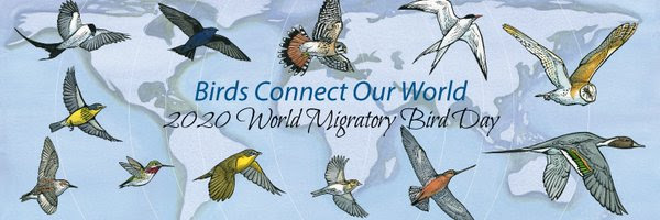 World Migratory Bird Day