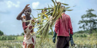 Piccoli agricoltori FAO