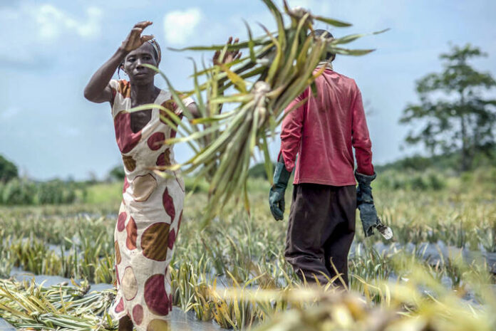 Piccoli agricoltori FAO