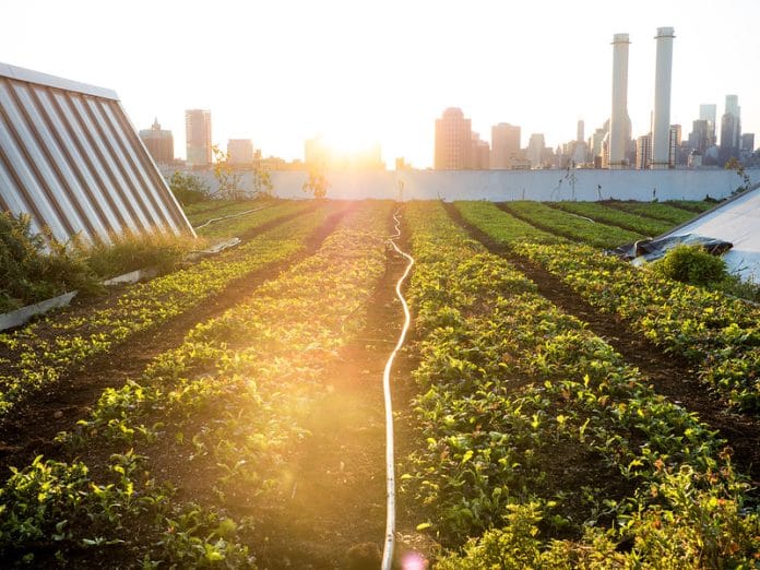 Rooftop farm