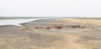 Mauritania landscape