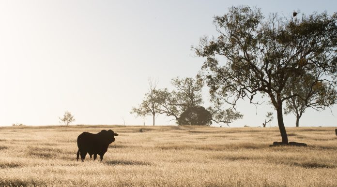 rangeland