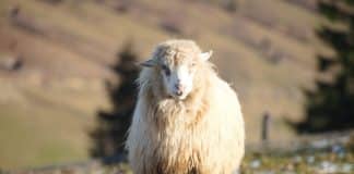 A sheep in the Ukrainian countryside