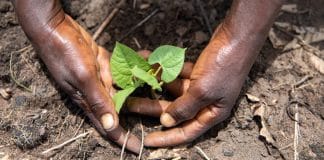 Un raccolto agricolo