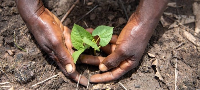 Un raccolto agricolo