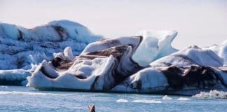 Sea lions at Jökulsárlón glacial lagoon