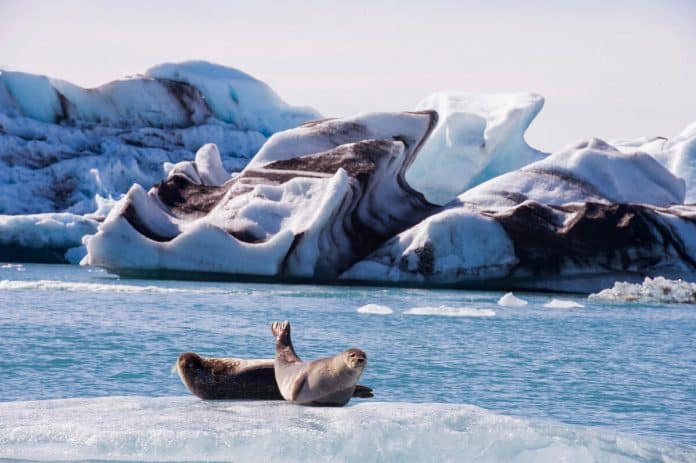 Sea lions at Jökulsárlón glacial lagoon