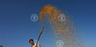 Un agricoltore che sta spigolando il riso che si sta essiccando in una fattoria dopo il raccolto.