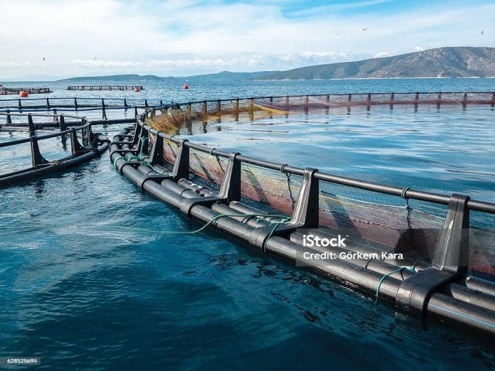 La pesca eccessiva nel Mediterraneo e nel Mar Nero scende al livello più basso in un decennio