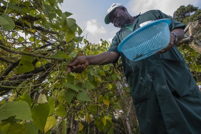 Gli Stati membri dell'IFAD approvano un ambizioso piano da 2 miliardi di dollari per ridurre la fame e la povertà di 100 milioni di persone delle aree rurali