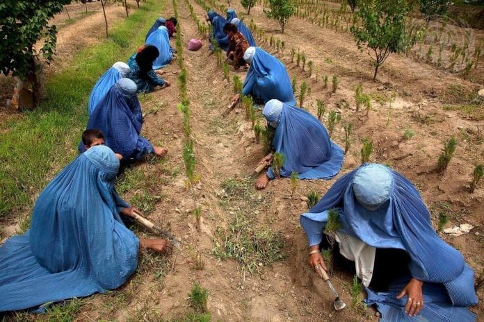 L’IFAD sottolinea il potere trasformativo dell’innovazione per i piccoli agricoltori