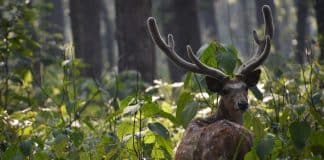 La natura torna alla ribalta: l’ONU premia sette iniziative virtuose