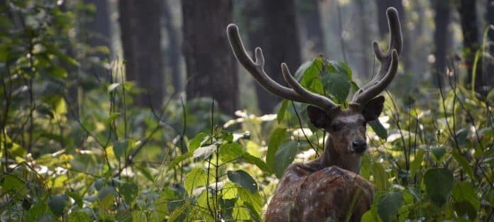 La natura torna alla ribalta: l’ONU premia sette iniziative virtuose