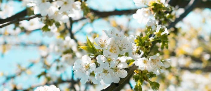 La “Global Library of Trees and Flowers – FAO Park” apre le porte con una cerimonia di alto livello presso Villa Doria Pamphili