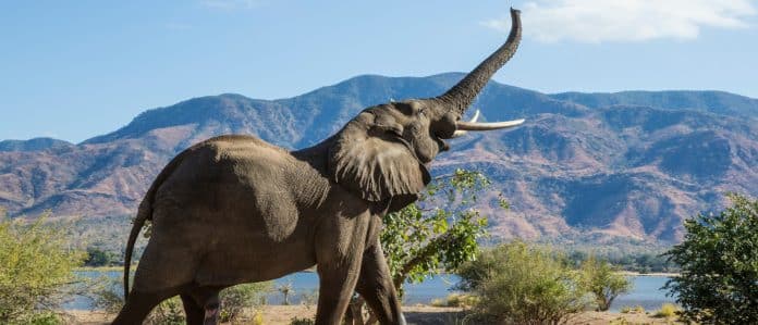 Quali sono i crimini che colpiscono l’ambiente