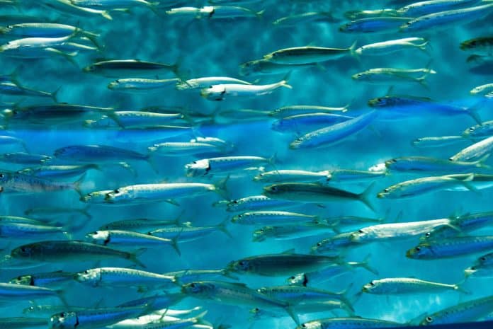 Rapporto FAO: la produzione mondiale della pesca e dell’acquacoltura raggiunge un nuovo record.