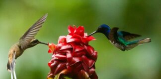 Two hummingbirds collecting nectar from flower