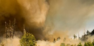 Klimaat: bosbrand afgebeeld in foto.