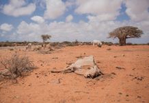 Draught-animal corpse-Kismayo-Lower Juba-Somalia