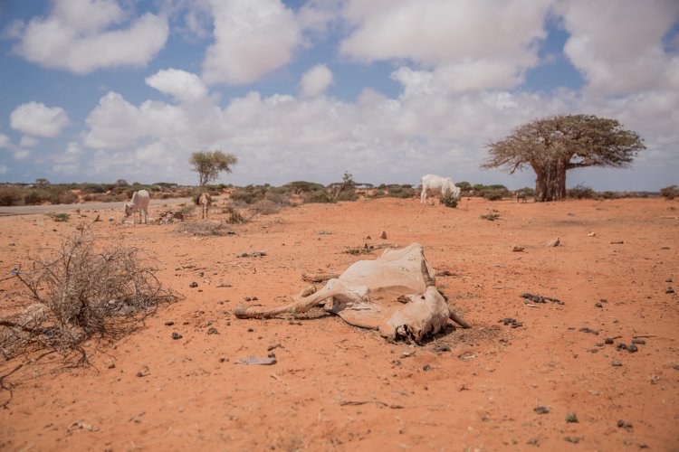 Draught-animal corpse-Kismayo-Lower Juba-Somalia