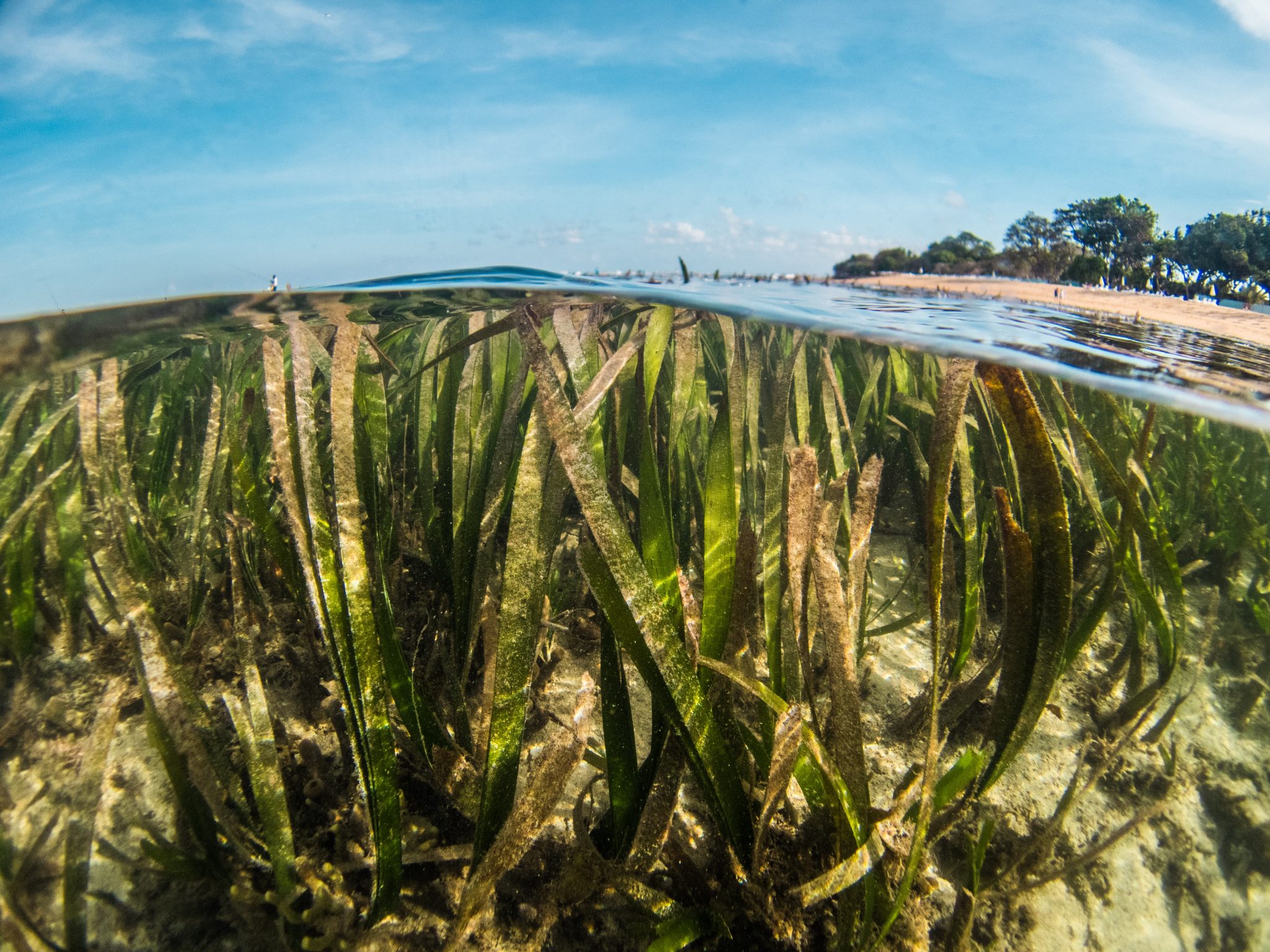 Sea grass-UN