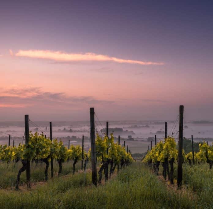 Wineyard-Unsplash