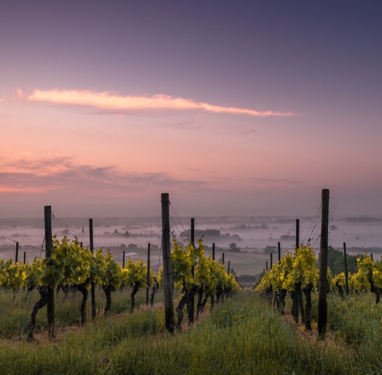 Wineyard-Unsplash