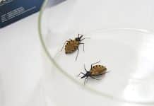 UN-SOUTHAMERICA-CHAGAS