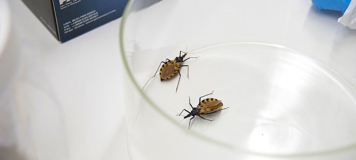 UN-SOUTHAMERICA-CHAGAS