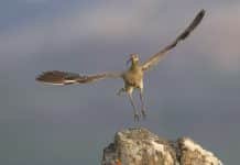 WHIMBREL-UN-BIRD