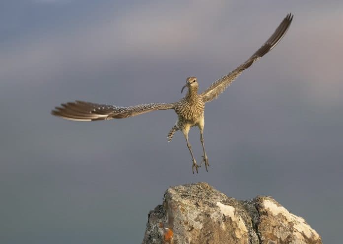 WHIMBREL-UN-BIRD