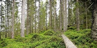 skog/norge/tredoblet