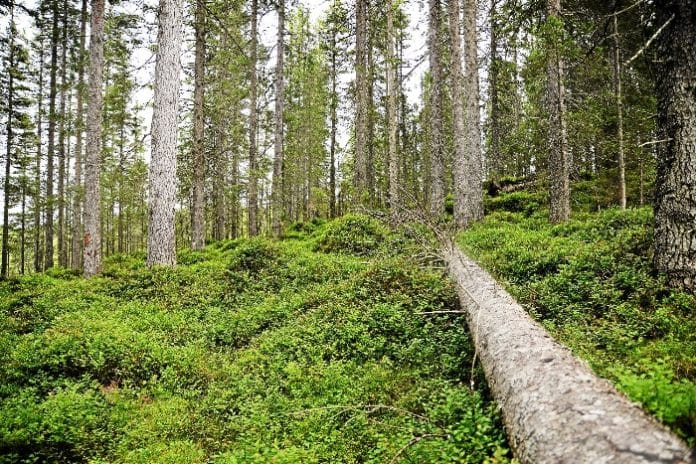 skog/norge/tredoblet